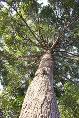 Big tree branches (Ant's eye view)