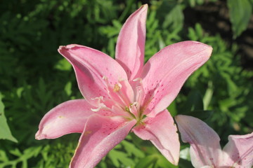 Pink lily