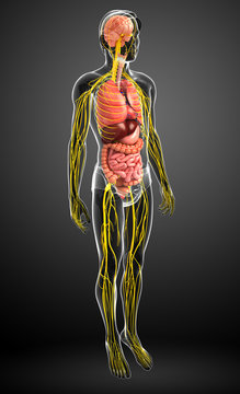 Male body of Nervous and digestive system artwork