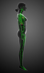 Lymphatic system of  female body