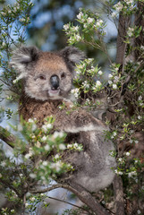 Koala (Phascolarctos cinereus) in tree in coastal forest along the Great Ocean Road, Australia