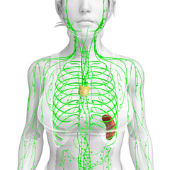 Lymphatic system of  female body