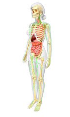 Lymphatic, skeletal and digestive system of Female body artwork