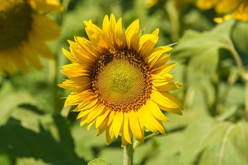 Obraz premium Sunflower field