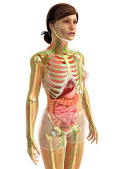 3d rendered illustration of female digestive system