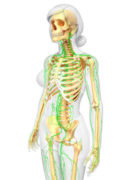 Lymphatic system of Female skeleton artwork