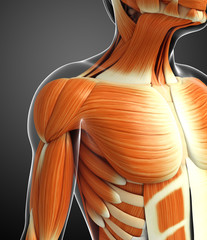 3d rendered illustration of male muscles anatomy
