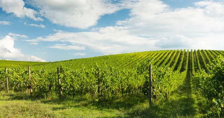 Crédence de cuisine en verre imprimé Vignoble Viticulture