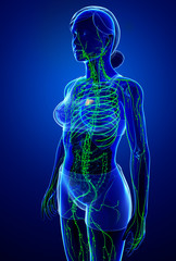Lymphatic system of  female body