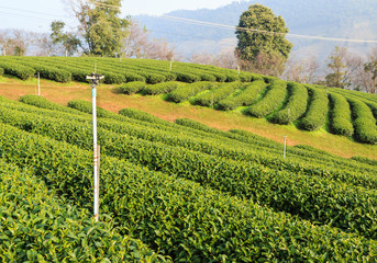 tea farm