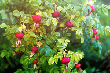 Obraz premium Bush of rose hip with bright ripe berries