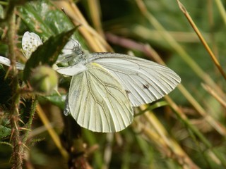 White butterfly