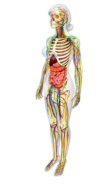 Lymphatic, skeletal, nervous and circulatory system of female bo