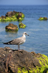Gull On The Stone