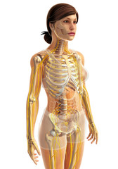 3d rendered illustration of female nervous system