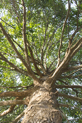 Big tree branches (Ant's eye view)