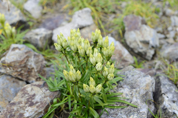 トウヤクリンドウ