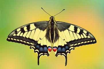 Motyl Paź Królowej