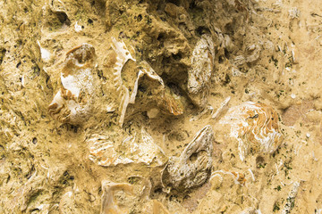 Shells embedded in the rocks on the beach