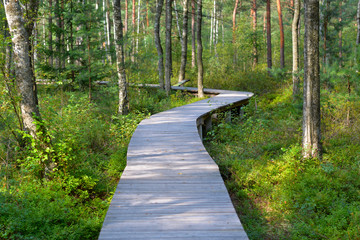 Obraz premium road of planks in the forest