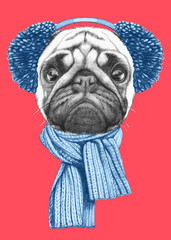 Portrait of Pug Dog with scarf and earmuffs. Hand drawn illustration.