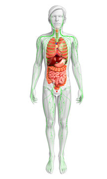 Lymphatic and digestive system of male body artwork