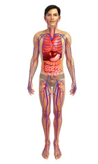 3d rendered illustration of male digestive system