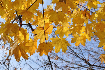 yellow maple leaves against the sky