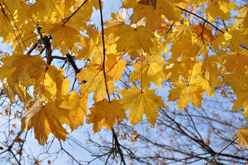 Fototapeta na wymiar yellow maple leaves against the sky