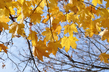 Naklejka na ściany i meble yellow maple leaves against the sky