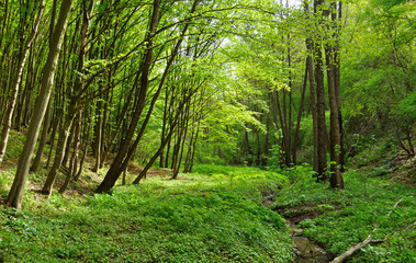 stream in the forest