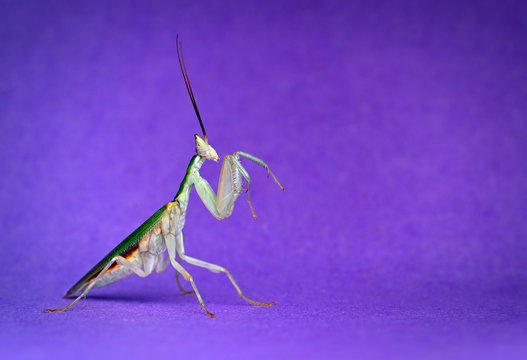Modliszka Pseudoharpax Virescens