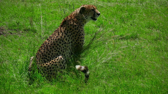 Wild Cheetah sitting in grass safari Masai Mara. Kenya. Africa. Travel tourism adventure in wild savanna nature.