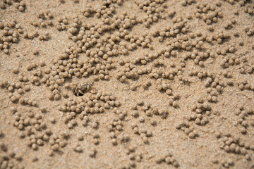 Crab muster in sand, Phuket, Thailand