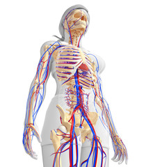 Obraz na płótnie Canvas female skeletal circulatory system