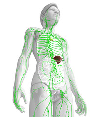 Lymphatic system of male body