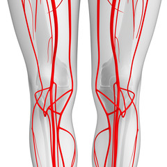Obraz na płótnie Canvas Human arterial system