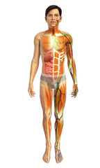 3d rendered illustration of male digestive system 