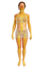 3d rendered illustration of female nervous system