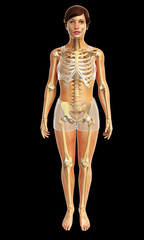 3d rendered illustration of female body anatomy