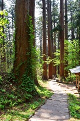 羽黒山の杉並木／山形県鶴岡市の羽黒山参道の杉並木は県指定史跡で、全国かおり風景100選、森林浴の森100選に選定されています。随神門から始まる表参道は、全長約1.7km、2446段の長い石段です。杉並木の数は500本以上で、樹齢350～500年の杉並木です。この杉並木は国の特別天然記念物に指定され「ミシュラン・グリーンガイド・ジャポン」にて、三ツ星を獲得しました。