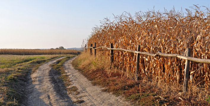 dry corn stalks