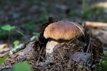 Beautiful cep in ground