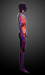 Digestive and circulatory system of male body