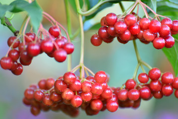 Large clusters of a red viburnum close up