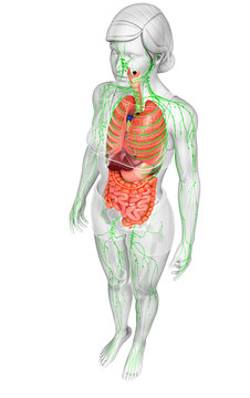 Lymphatic and digestive system of Female body artwork