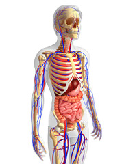 Male skeletal, digestive and circulatory system