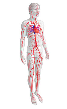 Male arterial system