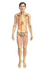 3d rendered illustration of male skeletal anatomy