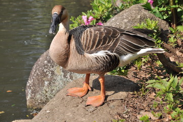 鴨　水鳥　あひる